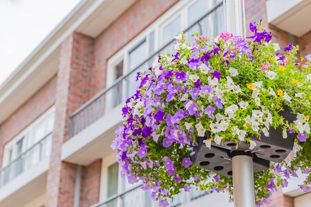 petunia, purple flower hanging in potの写真素材