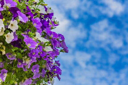 petunia, purple flower hanging in potの写真素材