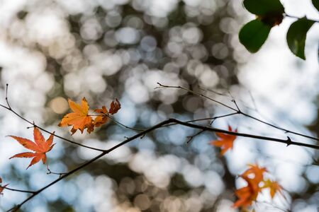 japanese maple tree in autumnの写真素材