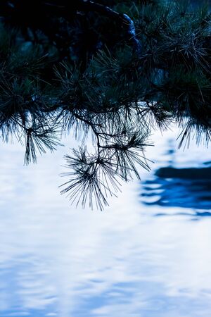 leaves of pine reflecting on surface of waterの写真素材