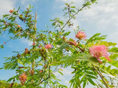 pink flower of mimoza with blue skyの写真素材