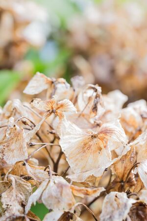 beautiful withered hydrangea flower in gardenの写真素材