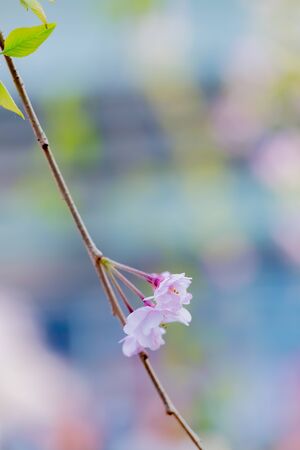 Cherry blossom in Japanの写真素材