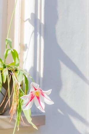 pink and white lily flower in potの写真素材