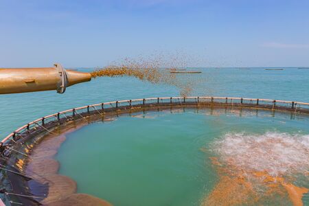 feeding fish at sea fish farm cagesの写真素材