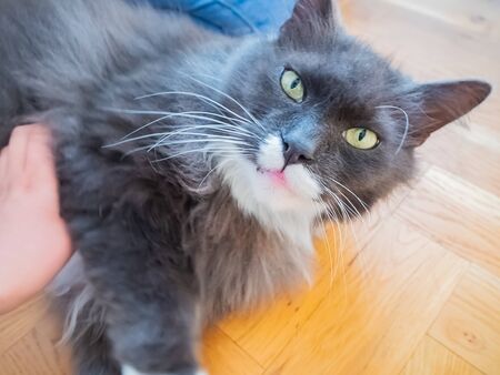 black cat walking at houseの写真素材