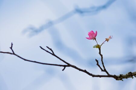 pink flower of japanese apricotの写真素材