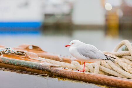 portrait of wild white bird, seagullの写真素材