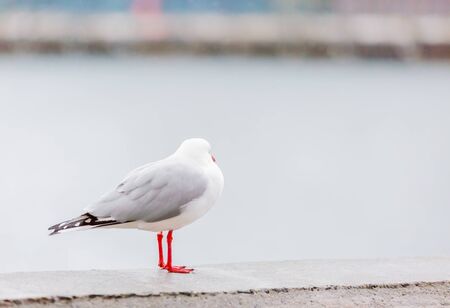 portrait of wild white bird, seagullの写真素材