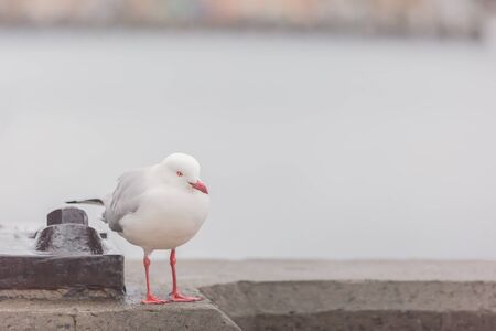 portrait of wild white bird, seagullの写真素材