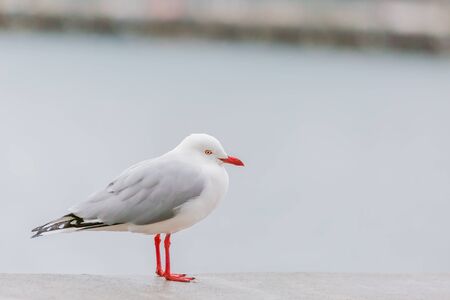 portrait of wild white bird, seagullの写真素材