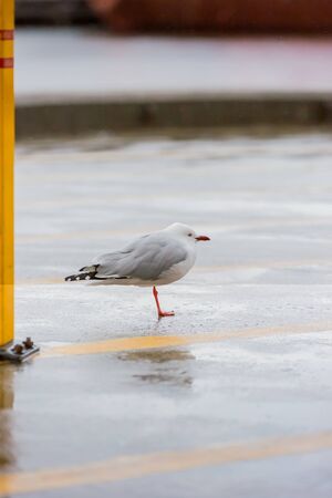 portrait of wild white bird, seagullの写真素材