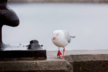 portrait of wild white bird, seagullの写真素材