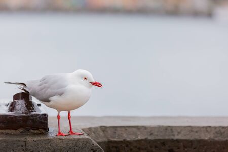 portrait of wild white bird, seagullの写真素材