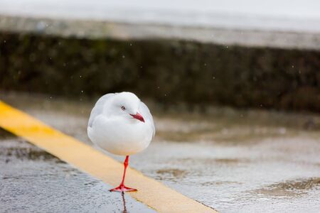 portrait of wild white bird, seagullの写真素材