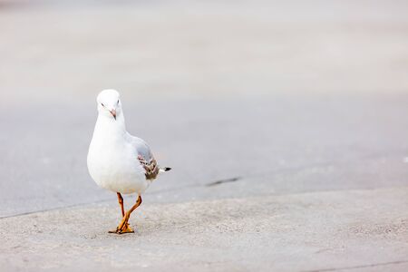 portrait of wild white bird, seagullの写真素材