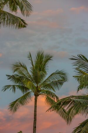 palm tree at sun setの写真素材