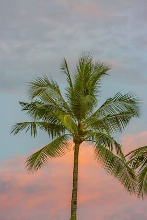 palm tree at sun setの写真素材