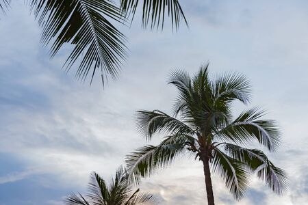 palm tree with blue skyの写真素材