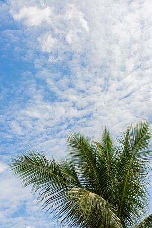 palm tree with blue skyの写真素材