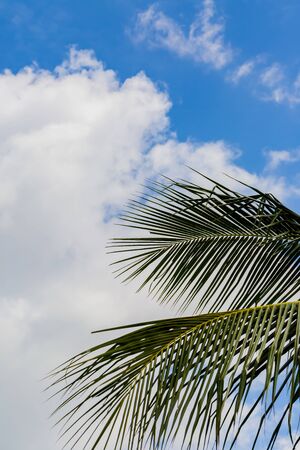 palm tree with blue skyの写真素材