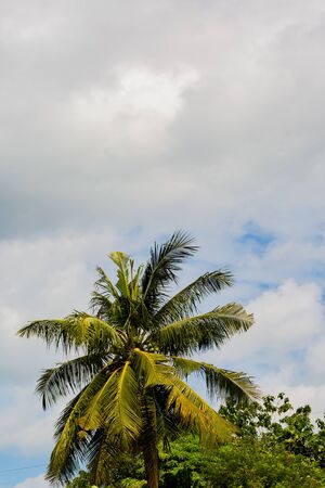 palm tree with blue skyの写真素材