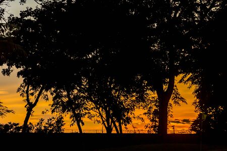beautiful sunset sky through treeの写真素材