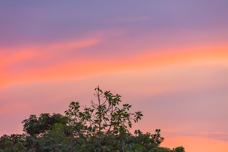 beautiful sunset sky through treeの写真素材