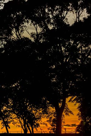 beautiful sunset sky through treeの写真素材