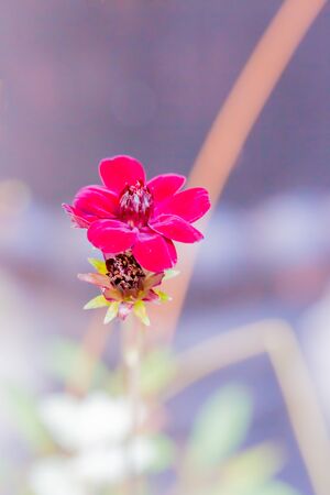 chocolate cosmos, red flower in gardenの写真素材