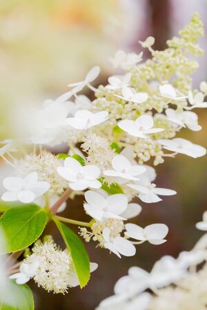 hydrangea, white flower in garden