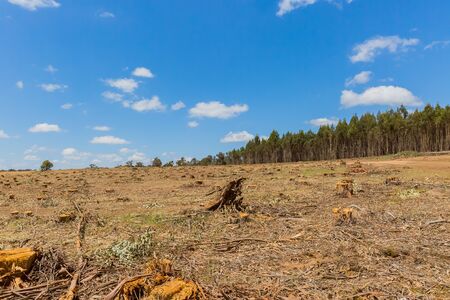 stump of eucalyptus tree in woodchip farm