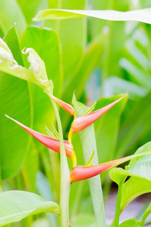 red and yellow heliconiaceae in gardenの写真素材
