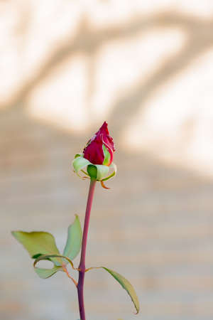 bud of red rose in gardenの写真素材
