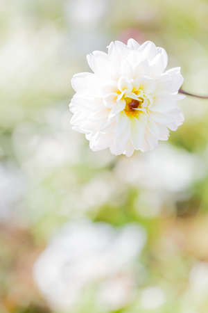 rose, white flower in gardenの写真素材