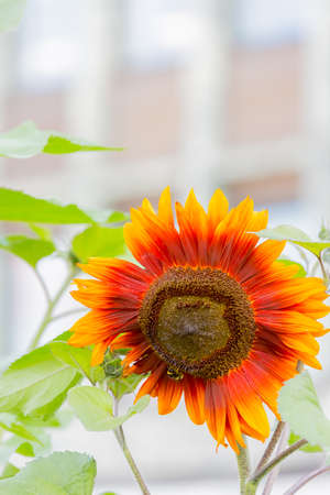 sun flower, yellow flower in gardenの写真素材