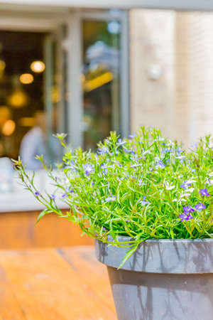 lobelia, purple flower in gardenの写真素材