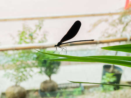 black damsfly stopping on leafの写真素材