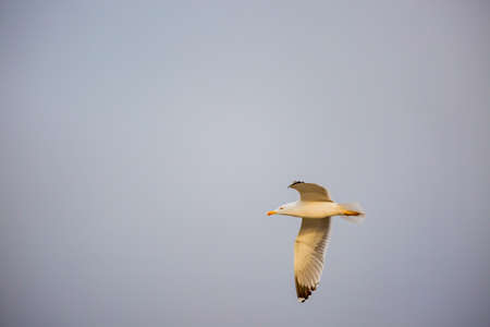 portrait of flying wild white bird, seagullの写真素材