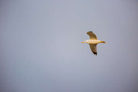 portrait of flying wild white bird, seagullの写真素材