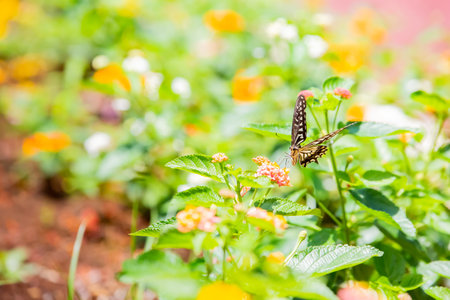 old world swallowtail, yellow and black colored swallowtail butterflyの写真素材
