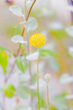 gold stick, yellow flower in gardenの写真素材