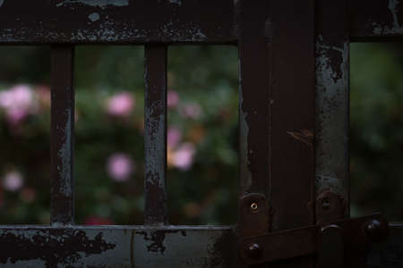 metal gate fence with pink flowerの写真素材