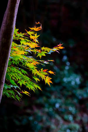 japanese maple tree in autumn