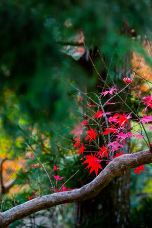 japanese maple tree in autumn