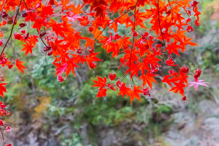 japanese maple tree in autumn