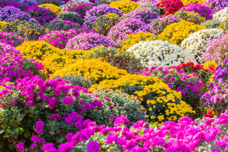 round shaped chrysanthemum in garden, Japanの写真素材