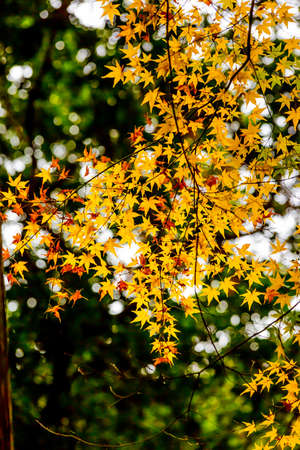 japanese maple tree in autumnの写真素材