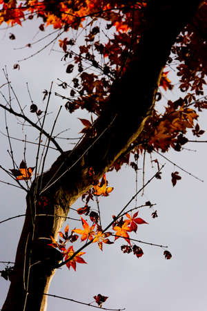 japanese maple tree in autumnの写真素材