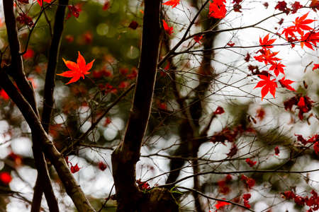 japanese maple tree in autumnの写真素材